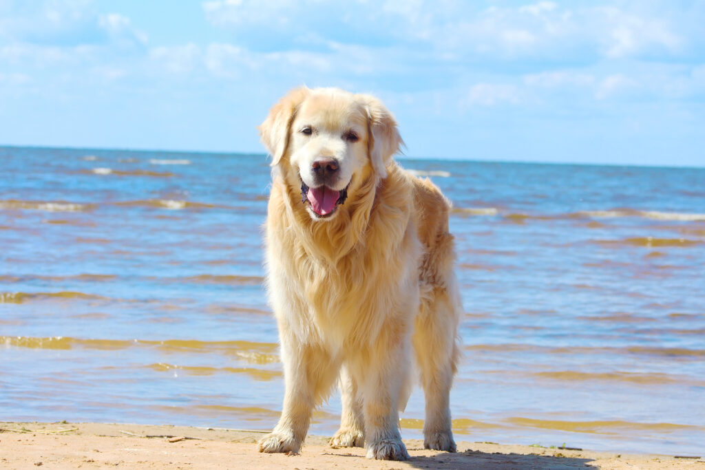 Urgent Care Shoreline Veterinary Hospital